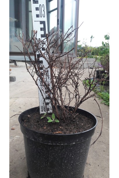 Перстач чагарниковий Белліссіма саджанець в горщику 3 л восени